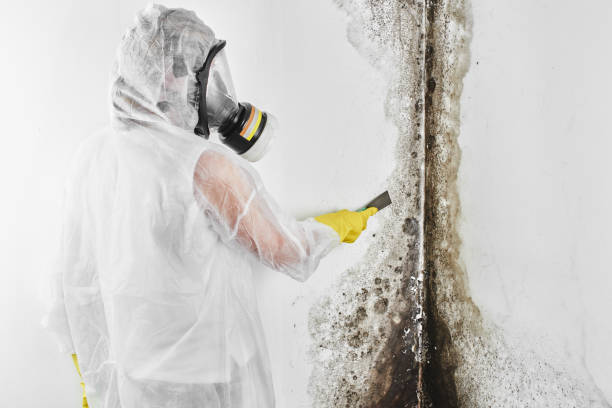 Asbestos and Lead Testing During Mold Inspection in Blair, WI